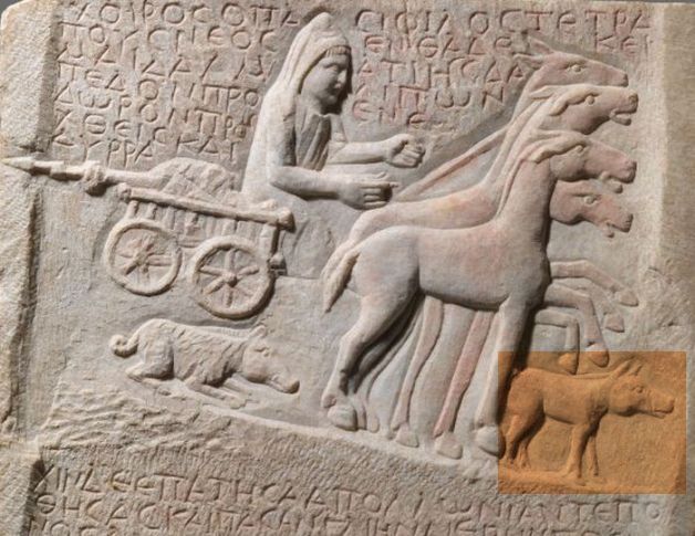 Historia e rrallë e një derrkuci Dalmat